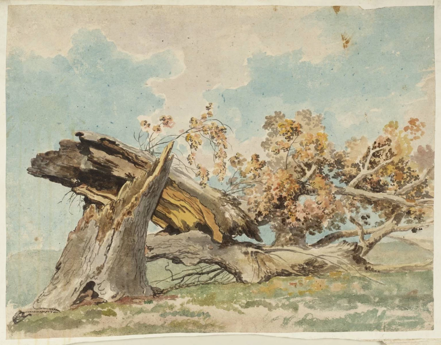 Un albero caduto